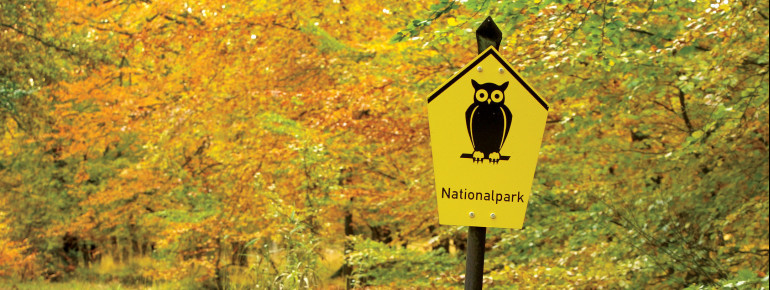 Im Nationalpark darf sich die Natur frei entfalten und sich nach eigenen Gesetzen entwickeln.