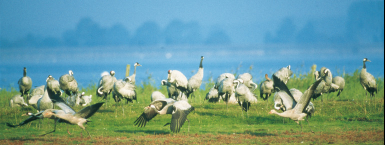 im September und Oktober ist Kranichbeobachtung mit dem Ranger auf der Aussichtsplattform Tankow möglich.
