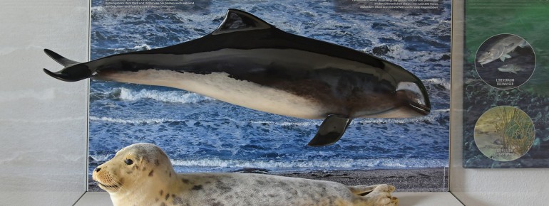 Drei Meeresaquarien im NATUREUM präsentieren Fische, wirbellose Tiere und Wasserpflanzen aus der Ostsee vor dem Darß.