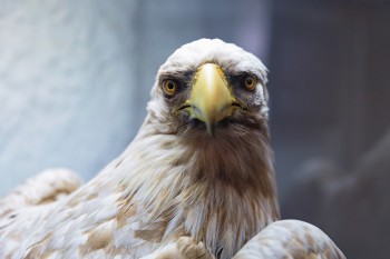 Erreichbar ist das NATUREUM nur zu Fuß, per Rad oder mit der Pferdekutsche durch den fast unberührten Darßer Urwald.