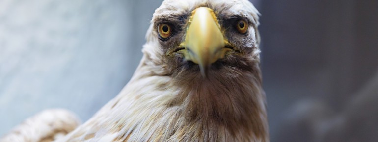 Erreichbar ist das NATUREUM nur zu Fuß, per Rad oder mit der Pferdekutsche durch den fast unberührten Darßer Urwald.