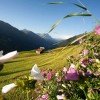 Alpenflora im Naturpark Beverin