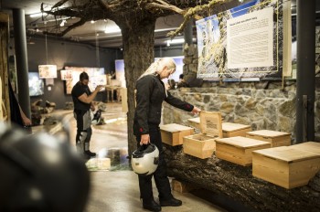 Die Ausstellung im Naturparkhaus gibt spannende Einblick in die Natur.