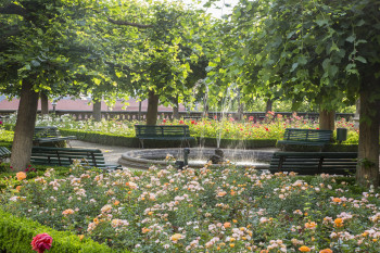 Im Rosengarten blühen pro Saison um die 4500 Rosen.