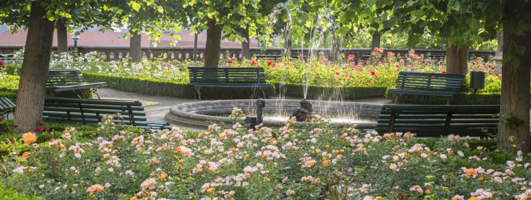 Im Rosengarten blühen pro Saison um die 4500 Rosen.