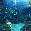 Bunte Unterwasserwelt im Océanopolis