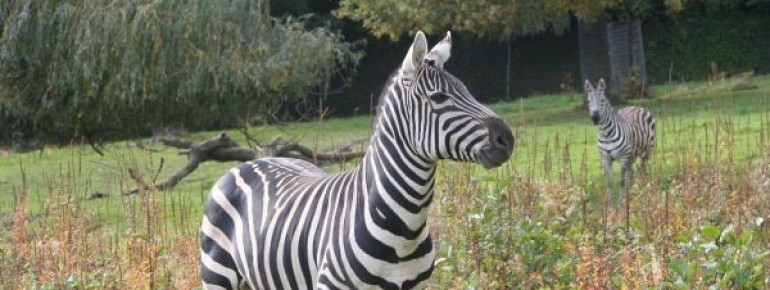 Zebras erkunden ihre Grünflächen im Opel-Zoo.