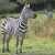 Zebras erkunden ihre Grünflächen im Opel-Zoo.