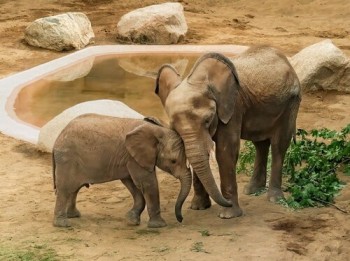 Im Opel-Zoo leben die einzigen Elefanten im Raum Hessen.