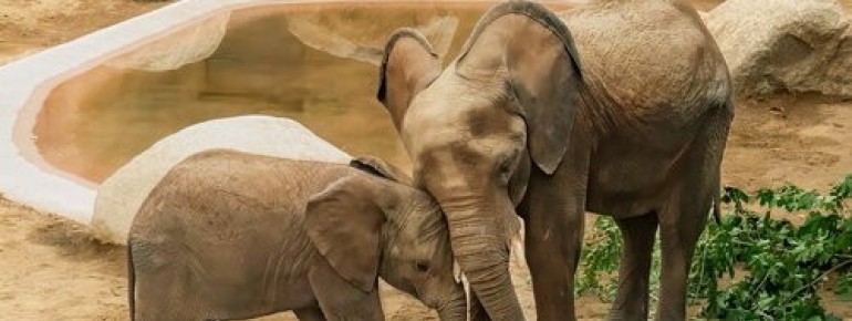 Im Opel-Zoo leben die einzigen Elefanten im Raum Hessen.