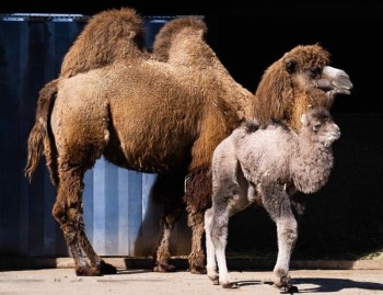 Trampeltiere sind eine von 200 unterschiedlichen Tierarten des Zoos.