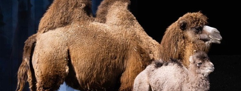 Trampeltiere sind eine von 200 unterschiedlichen Tierarten des Zoos.