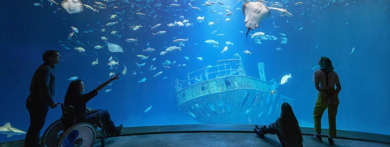 Insgesamt 50 Aquarien führen Besucher des OZEANEUMs auf eine Unterwasserreise von der Ostsee über die Nordsee bis in den Nordatlantik und das Polarmeer.