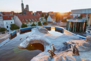 Auf der Dachterrasse des OZEANEUMs leben Humboldt-Pinguine in einer eigenen Anlage und gehören zu den Lieblingen der jungen Besucher.