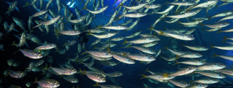 Das gewaltige Schwarmfischbecken im OZEANEUM fasst 2,6 Millionen Liter Wasser – seine Panoramascheibe misst zehn mal fünf Meter und ist 30 Zentimeter dick.