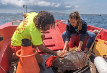 Mit seiner Stiftung initiiert das Palma Aquarium Forschungsprojekte und rettet verletzte Meerestiere, darunter auch Meeresschildkröten.