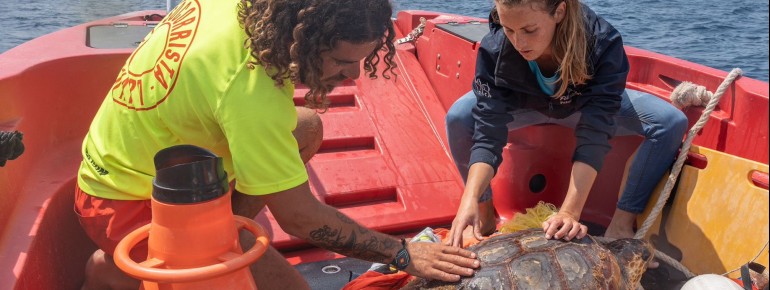 Mit seiner Stiftung initiiert das Palma Aquarium Forschungsprojekte und rettet verletzte Meerestiere, darunter auch Meeresschildkröten.