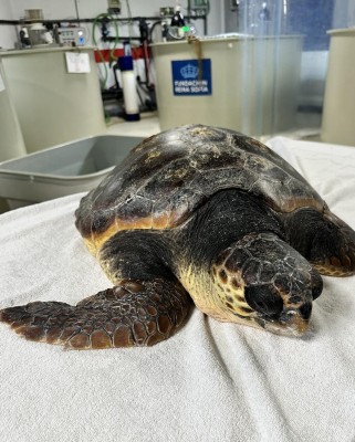 Gerettete Meeresschildkröten werden im Palma Aquarium gepflegt und auf ihre Rückkehr in die Natur vorbereitet.