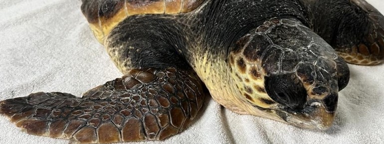 Gerettete Meeresschildkröten werden im Palma Aquarium gepflegt und auf ihre Rückkehr in die Natur vorbereitet.