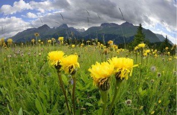 Die Alp Flix ist Heimat zahlreicher Tier- und Pflanzenarten