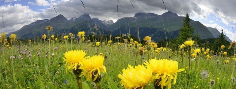 Die Alp Flix ist Heimat zahlreicher Tier- und Pflanzenarten