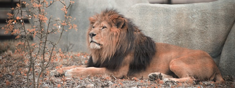 Die afrikanischen Löwen gehören zu den Highlights des Tierparks.
