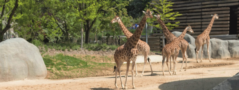 Sahel-Sudan ist eine der fünf Biozonen im Parc Zoologique Paris.