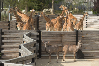 Im Zoo Paris leben 16 Giraffen.