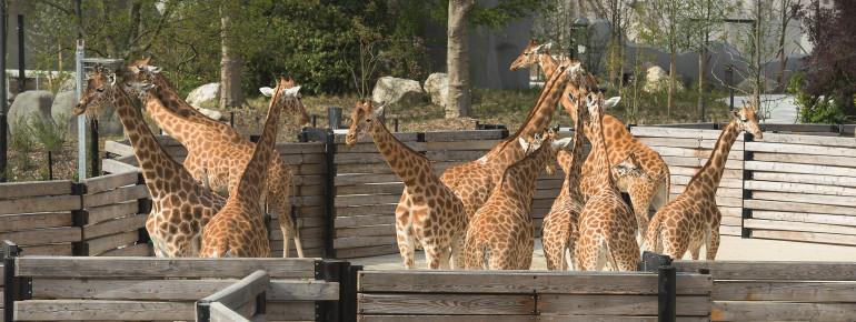 Im Zoo Paris leben 16 Giraffen.