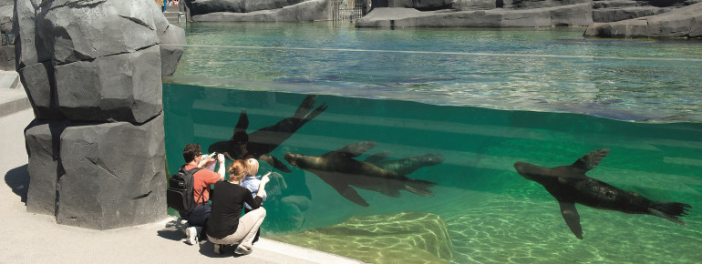 Durch eine Scheibe kannst du Seelöwen und Pinguine beobachten.