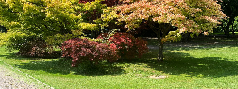 Seltene Baumarten säumen die Wege