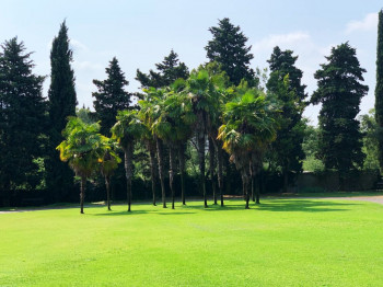Palmen inmitten perfekt getrimmter Grünflächen