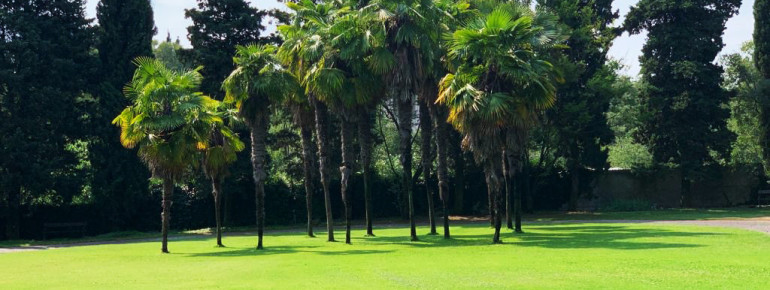 Palmen inmitten perfekt getrimmter Grünflächen