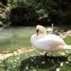 Sowohl exotische als auch heimische Tiere, wie der Schwan, leben im Parco Natura Viva