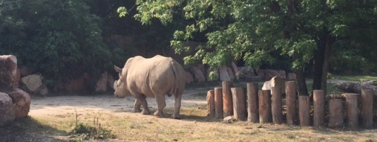 Der Parco Natura Viva ist der einzige Tierpark Europas, in dem Nashörner und Nilpferde gemeinsam leben