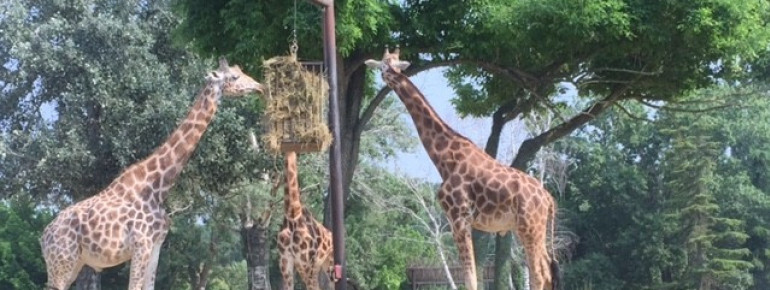 Hungrige Giraffen im Safaripark