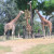 Hungrige Giraffen im Safaripark