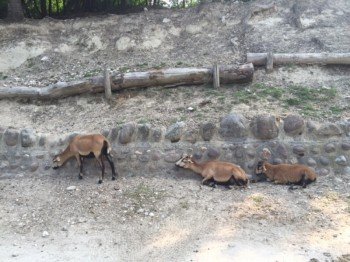Im Safaripark haben die Tiere Vorfahrt. Autofahrer müssen warten, bis die Straße frei ist.