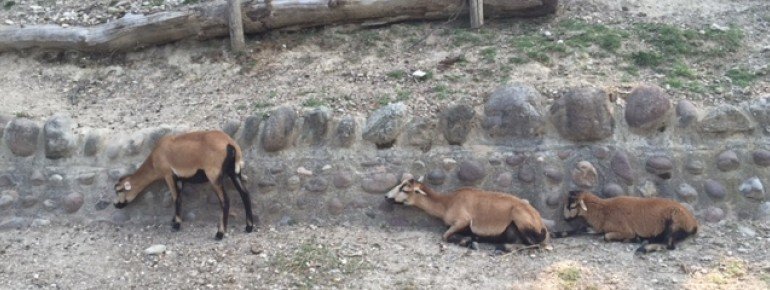 Im Safaripark haben die Tiere Vorfahrt. Autofahrer müssen warten, bis die Straße frei ist.
