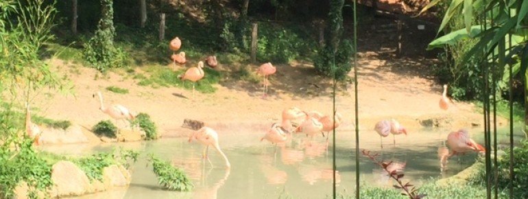 Die Flamingos leben direkt im Eingangsbereich