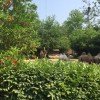 Kamele und Dromedare im Tierpark