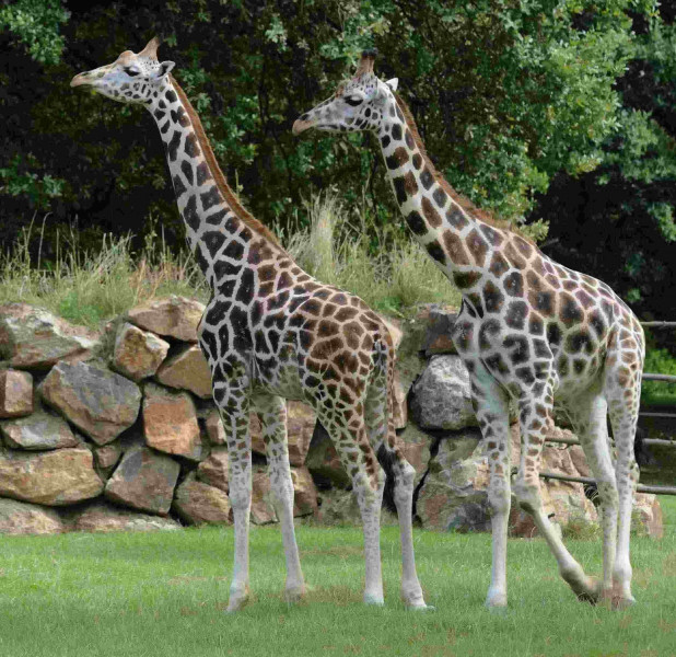 Zoologischer Garten Wetter wetter pilsen zoologischer und botanischer garten Zoologischer Garten Wetter wetter pilsen zoologischer und botanischer garten