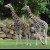 Giraffen im Zoo Pilsen