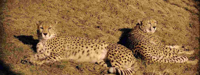 Pilsen Zoologischer und Botanischer Garten • Ausflugsziele Plzeň (Pilsen)