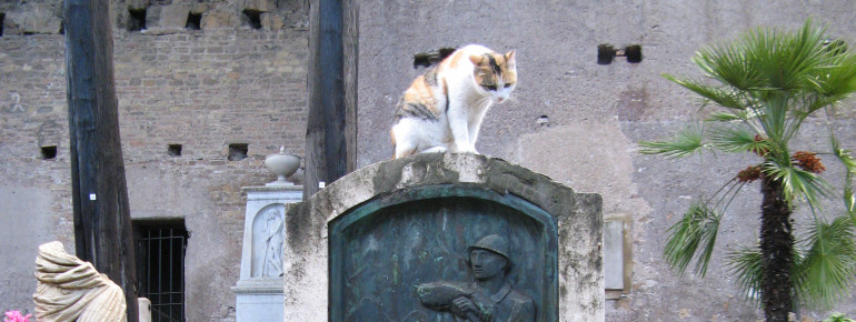 Zwischen den Gräbern leben mittlerweile viele Katzen.
