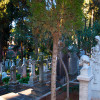 Der Nicht-Katholische Friedhof ist Ruhestätte für zahlreiche Dichter und Denker aus aller Welt.