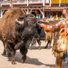 Einblick in die indianische Kultur bei Buffalo Bills Wild West Show