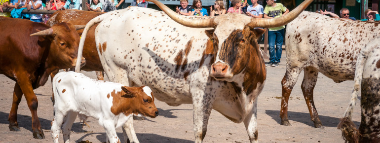 Mit den Tieren zurück zur Natur lautet das Motto in Pullman City Harz