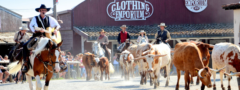 Bei der großen Buffalo Bills Wild West Show wird die Longhorn Herde durch die Straßen getrieben.
