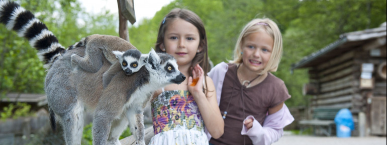 Die Kattas können sich frei im Zoo bewegen.
